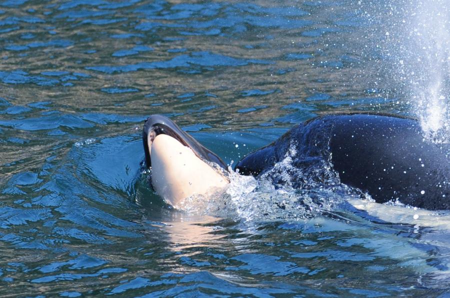 Samica orki znana jako J35 trzymała się ciała swojego zmarłego dziecka przez 17 dni, zanim je w końcu pozostawiła.