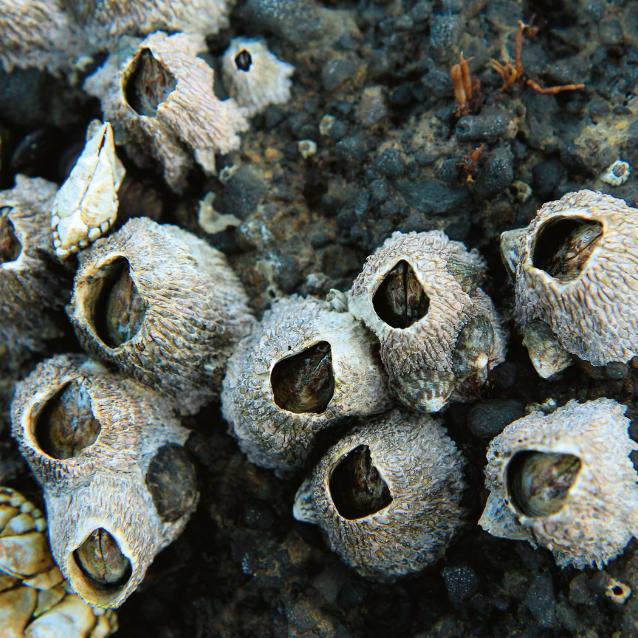Ciało pąkli chronią przed drapieżnikami i falami morskimi twarde wapienne płytki. Pierwsze stadium larwalne jest wolnożyjące.