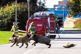 Próba przepłoszenia dzików z centrum Rzeszowa.