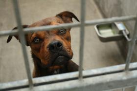 Większość schronisk w Polsce znakuje zwierzęta i te dane też trafiają do Europetnetu. Ale są takie przytuliska, które wszczepiają czipy i nigdzie ich nie rejestrują.