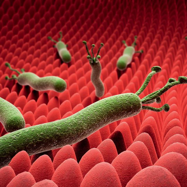 Bakterie H. pylori.