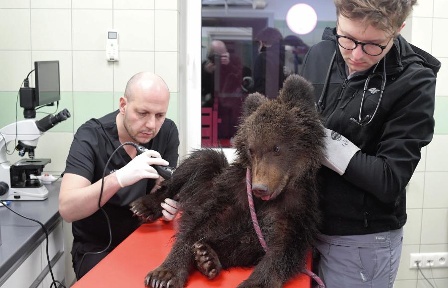 Weterynarze pomagają niedźwiedziowi w Ośrodku Rehabilitacji Zwierząt Chronionych w Przemyślu.