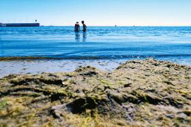 Zazieleniona plaża miejska w Gdyni.