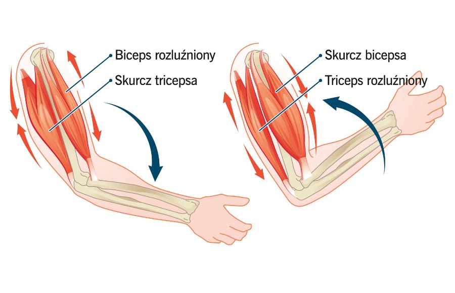 Mięśnie antagonistyczne zginają lub prostują rękę.