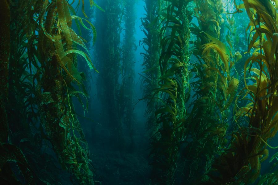 Podwodny las wodorostowy w pobliżu Kalifornii. Ten bogaty w ryby i bezkręgowce ekosystem mógł ponad 15 tys. lat temu ułatwić migrację ludom wędrującym z Azji do Ameryki wzdłuż wybrzeży Pacyfiku.