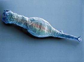 Tak wygląda wrotek.