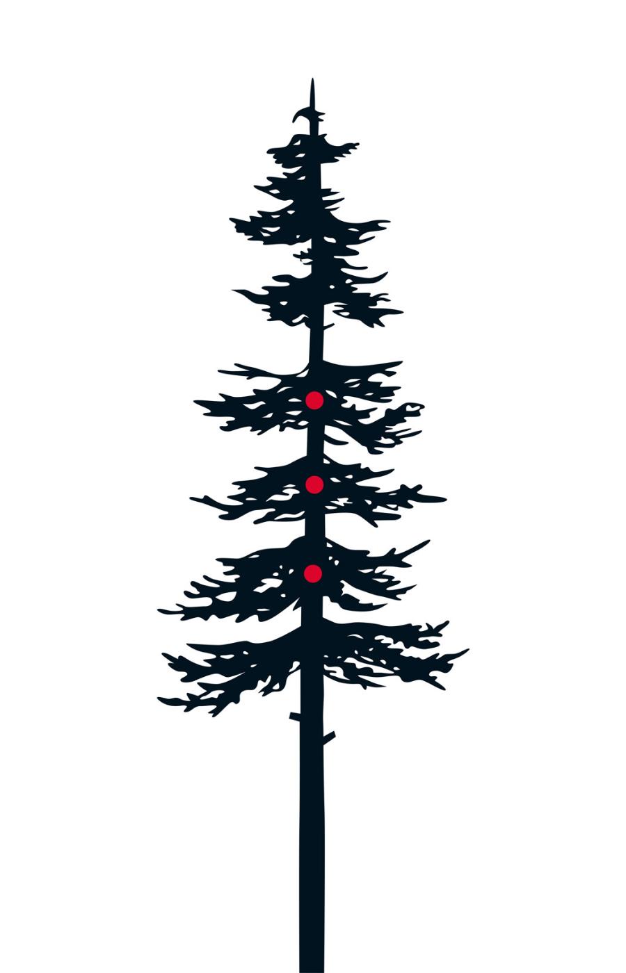 Schematyczny pokrój ­sosny zwyczajnej z widocznymi okółkami (czerwone kropki ­wskazują przykładowe miejsca rozchodzenia się okółków).