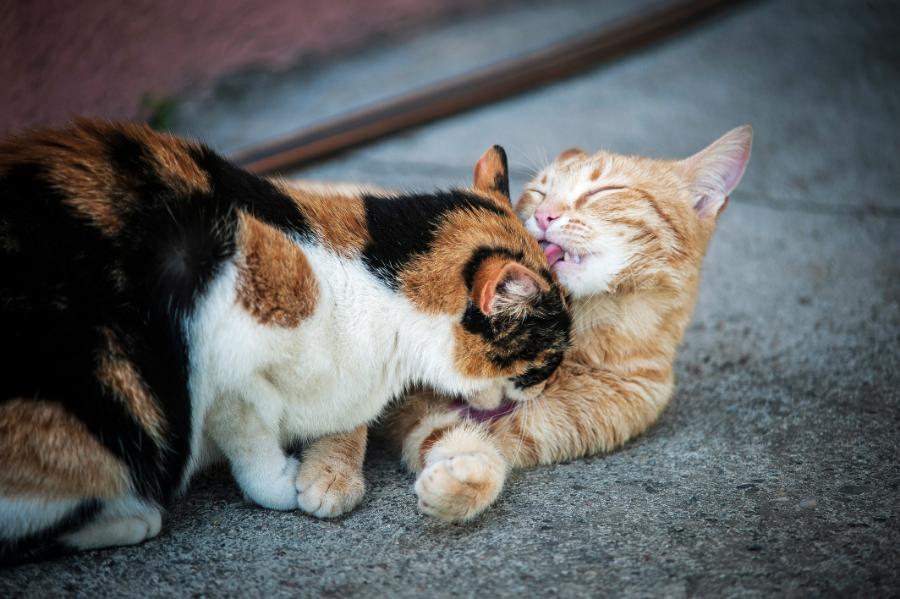 U badanych kotów stężenie oksytocyny nie korelowało wcale dodatnio z poziomem zażyłości społecznej.