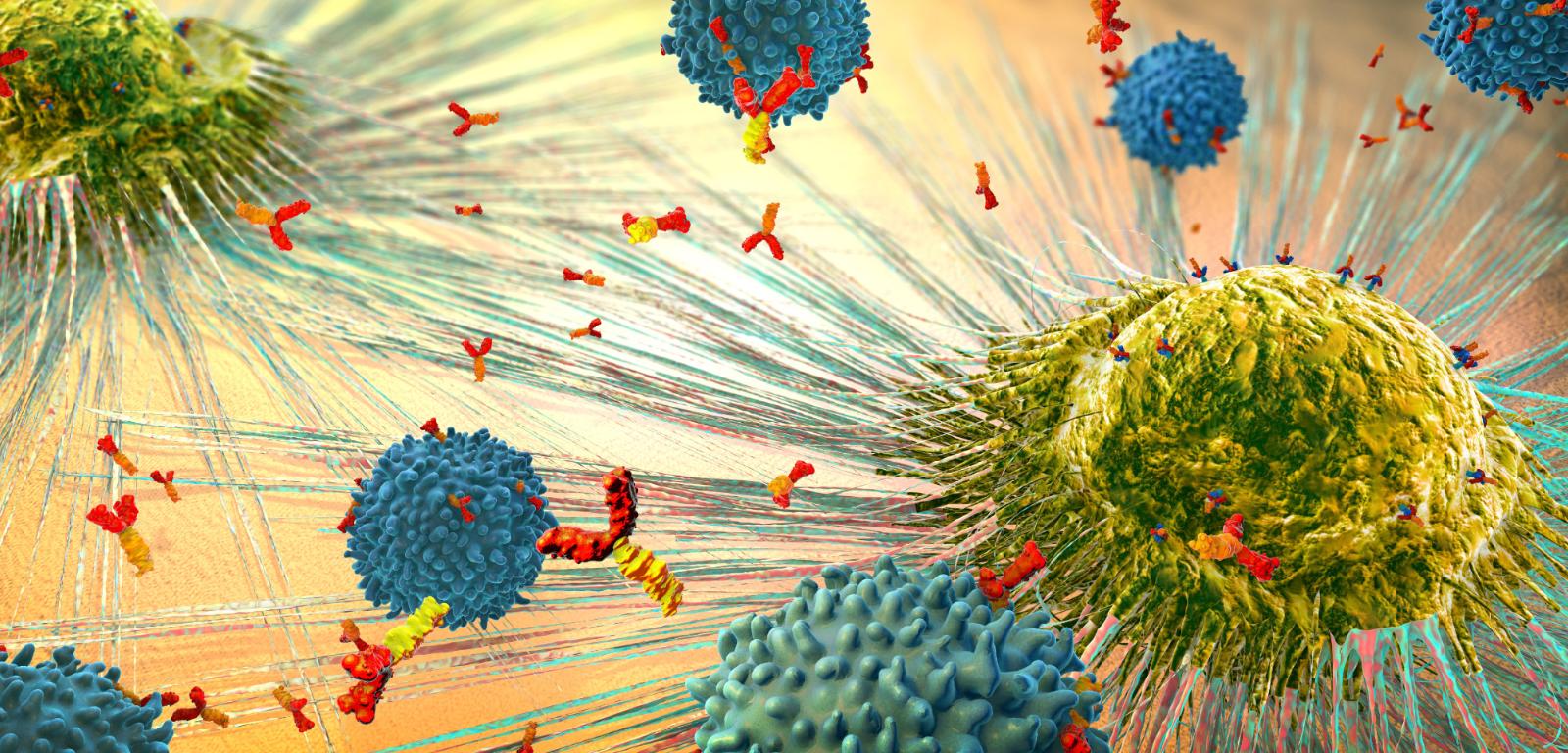 Limfocyty atakują komórki nowotworowe