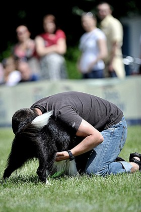 Dotyczą one jednak głównie ludzi, psy nawet po zakończeniu rywalizacji chcą po prostu znów pobiec za dyskiem.
