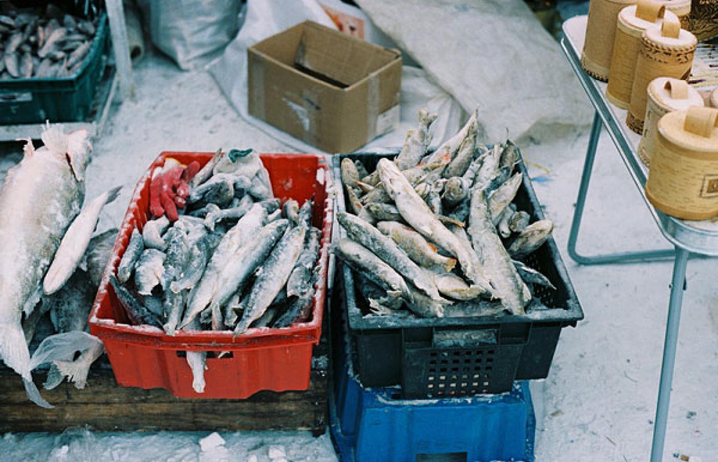 Czy te państwowe ryby zostały uczciwie zdobyte? Rosyjscy obywatele sami sobie muszą odpowiedzieć na to pytanie