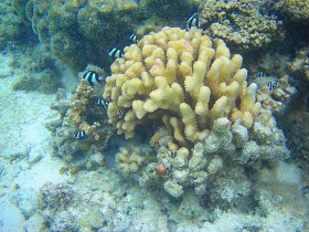 Podwodny świat. To on przyciąga najliczniejszą grupę turystów.