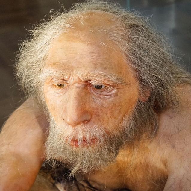 Rekonstrukcja wyglądu neandertalczyka, Muzeum Historii Naturalnej w Wiedniu.