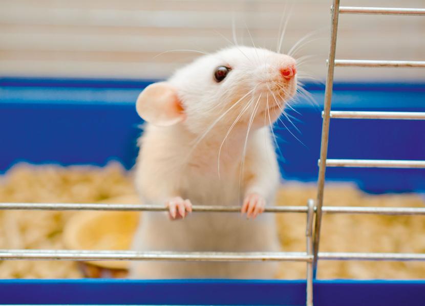 Nie wszystkie szczury lubią łaskotki.