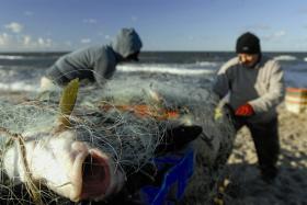 Przez dziesięciolecia rybacy eliminowali z wód przybrzeżnych największe i najdorodniejsze ryby.