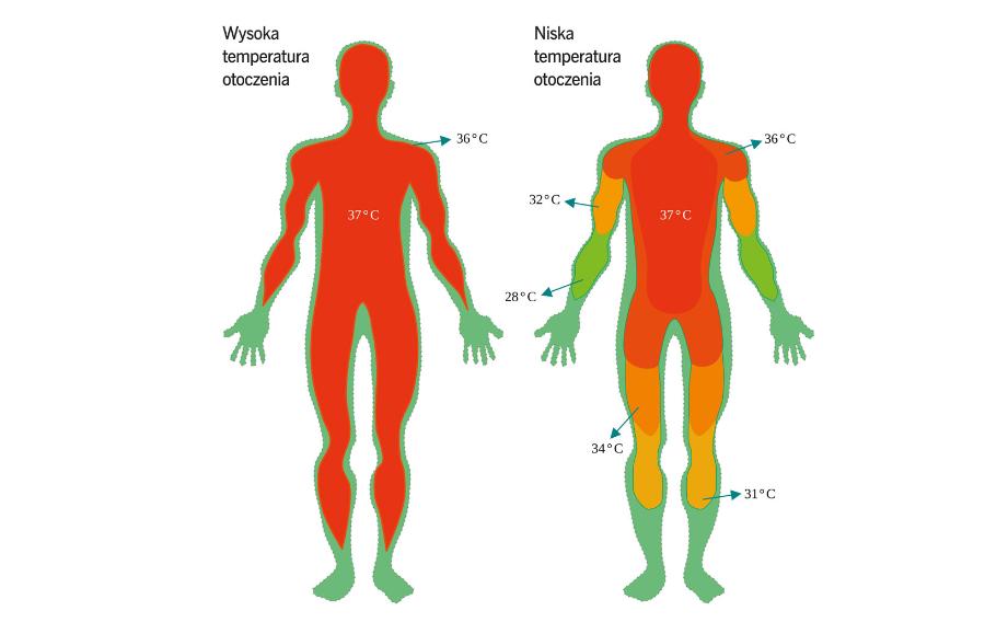 Temperatura wnętrza ludzkiego ciała jest stała niezależnie od otoczenia.