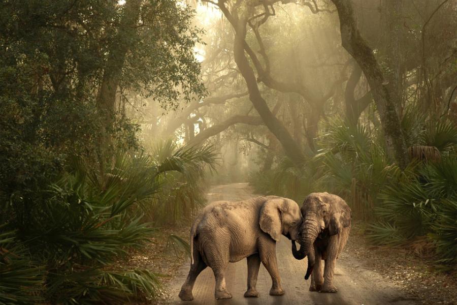 Autorzy badań uważają, że opiekuńcza względem lasów rola słoni powinna jeszcze bardziej poprawić dobry wizerunek tych zwierząt.