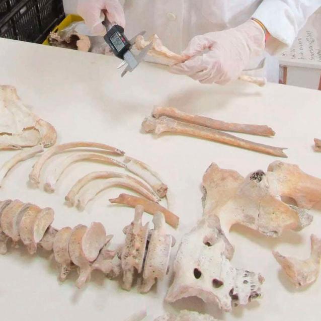 Jeden ze szkieletów znalezionych w latach 30. XX w. w Casa del Fabbro w Pompejach, z którego naukowcy pobrali ostatnio próbki DNA do analiz.