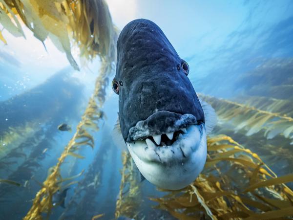 Kadr z serialu „Nasza planeta”.