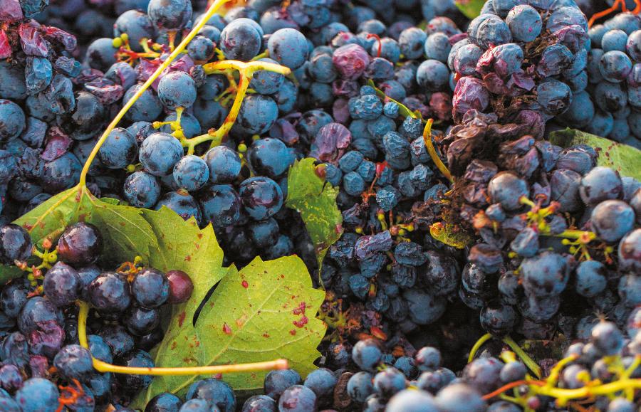 Winogrona odmiany primitivo zbierane są w Apulii, jednym ze słynnych włoskich regionów winiarskich.