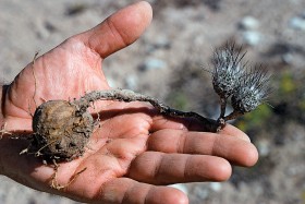 Rapicatus zwany też Turbinocarpusem.