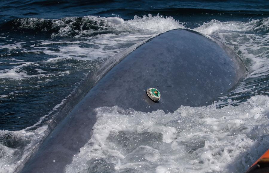 Płetwal błękitny z nadajnikiem przymocowanym przez naukowców z Oregon State University.