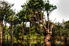 Las tropikalny, Amazonia