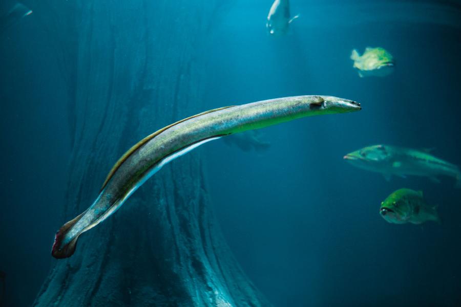 Węgorz amerykański.