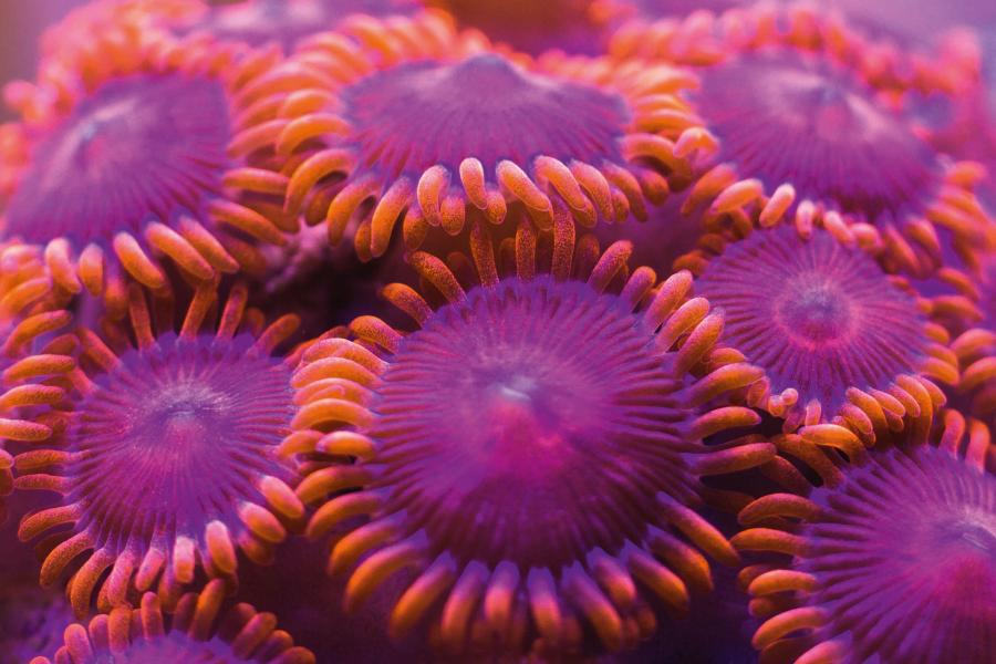 Wielobarwny koral z rodzaju Zoanthus.