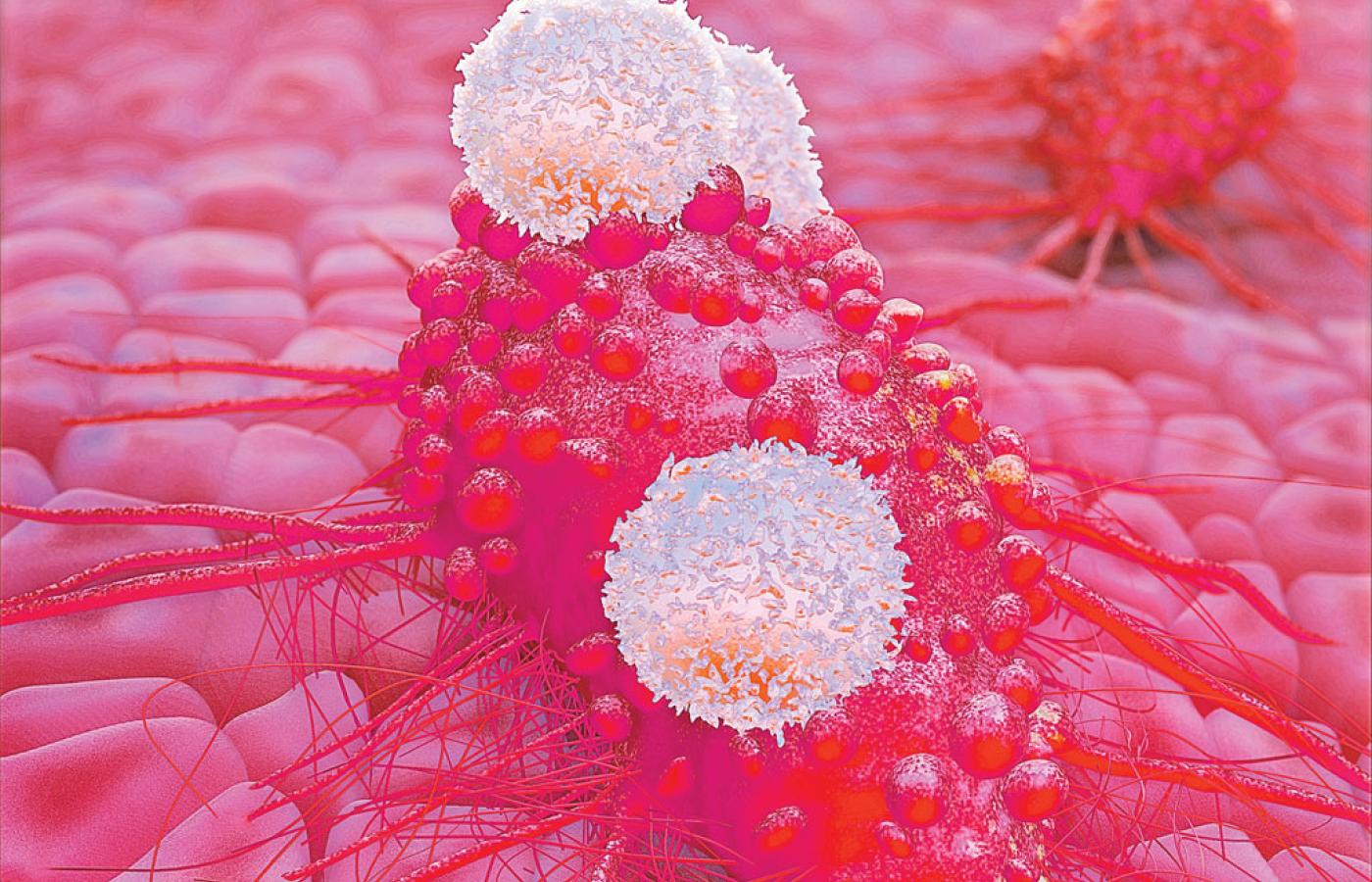 Limfocyty (zaznaczone na biało) przywierają do komórki raka, rozpoznając obecne na jej powierzchni białka.