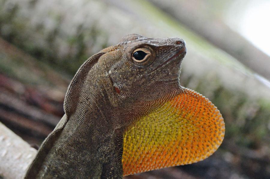 Odporność na zatrucie metalami ciężkimi oraz lepsze trawienie tłuszczów to rozwiązania, w które zainwestowały myszaki z gatunku Peromyscus leucopus.