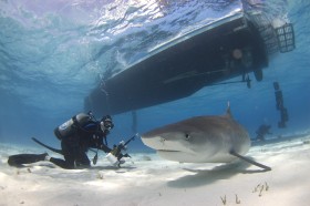 Naukowcy z University of Miami ocenili, że  w kurortach, w których organizuje sie wycieczki oglądania rekinów oraz nurkowanie z rekinami jeden rekin  jest wart 73 dolary dziennie. Tymczasem  zupa z płetwy rekina kosztuje w restauracji ok. 50 dolarów.