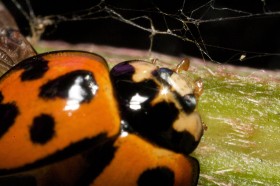 Biedronka może lekceważyć ptaki ale wpadła w sieć pająka. Sama jest drapieżnikiem i sprzymierzeńcem ogrodników w walce z mszycami.