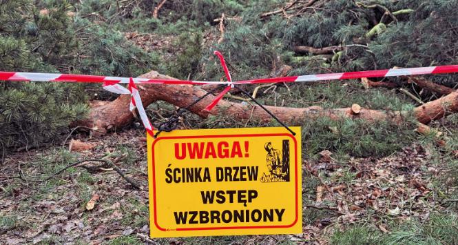 Lasy Państwowe pozyskują więcej drewna, niż wynika to ze statystyk.