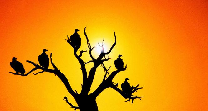 Większość firm odszkodowawczych pobiera za swoje usługi prowizję w wysokości 20–30 proc. uzyskanego odszkodowania, ale prowizje rzędu 30–50 proc. także się zdarzają.