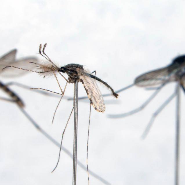 Pulsar - wyjątkowy portal naukowy.