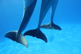 W moskiewskim delfinarium na butlonosy padł blady strach