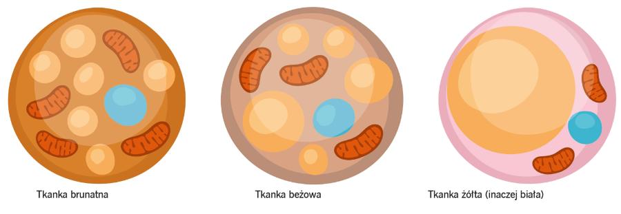 Komórki tkanki tłuszczowej różnią się głównie ilością mitochondriów (brązowe) i kropel tłuszczu (beżowe).