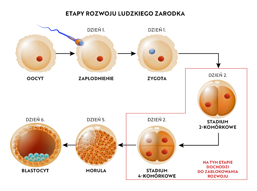 Etapy rozwoju ludzkiego zarodka