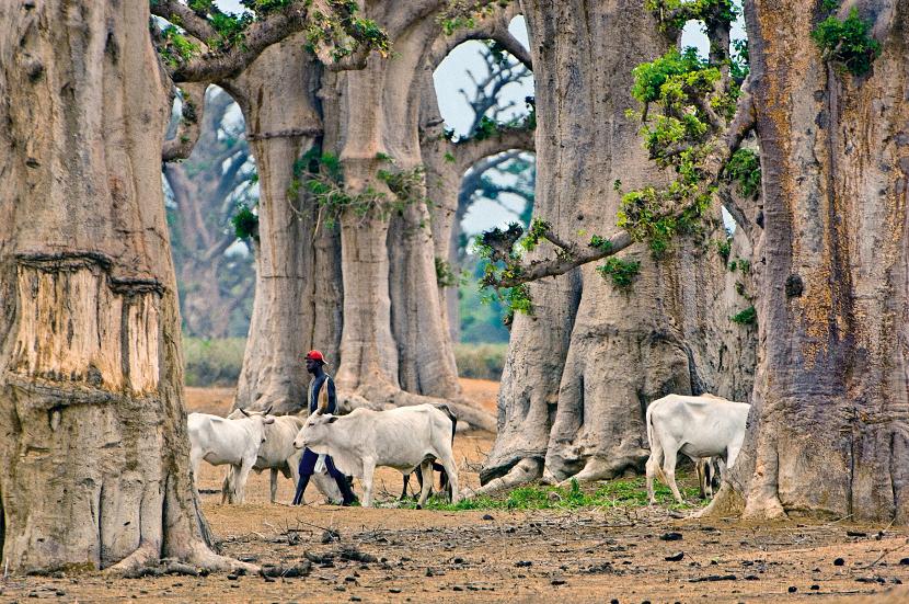 W cieniu tysiącleci: pasterz wśród baobabów w okolicach rezerwatu Bandia.
