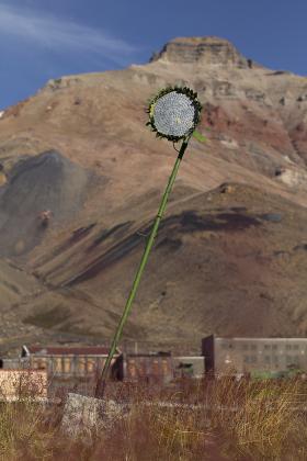 Metalowy słonecznik na głównej ulicy, nieformalny koci cmentarz.