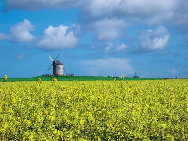 Młyn wiatrowy (Le Moulin de Moidre) z 1806 koło Mont Saint-Michel
