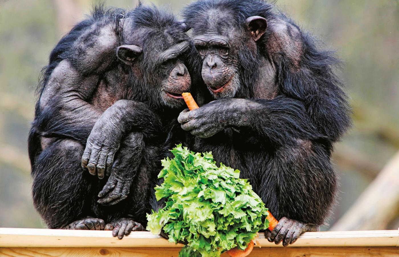 Szympansy bardzo lubią marchewkę, ale oprócz roślin chętnie jedzą też owady i małe ssaki.