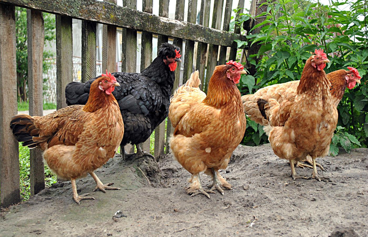Zwolennicy hodowli klatkowej twierdzą, że kury żyjące na wolnym wybiegu mogą łatwiej paść ofiarą ptasiej grypy, a także pasożytów.
