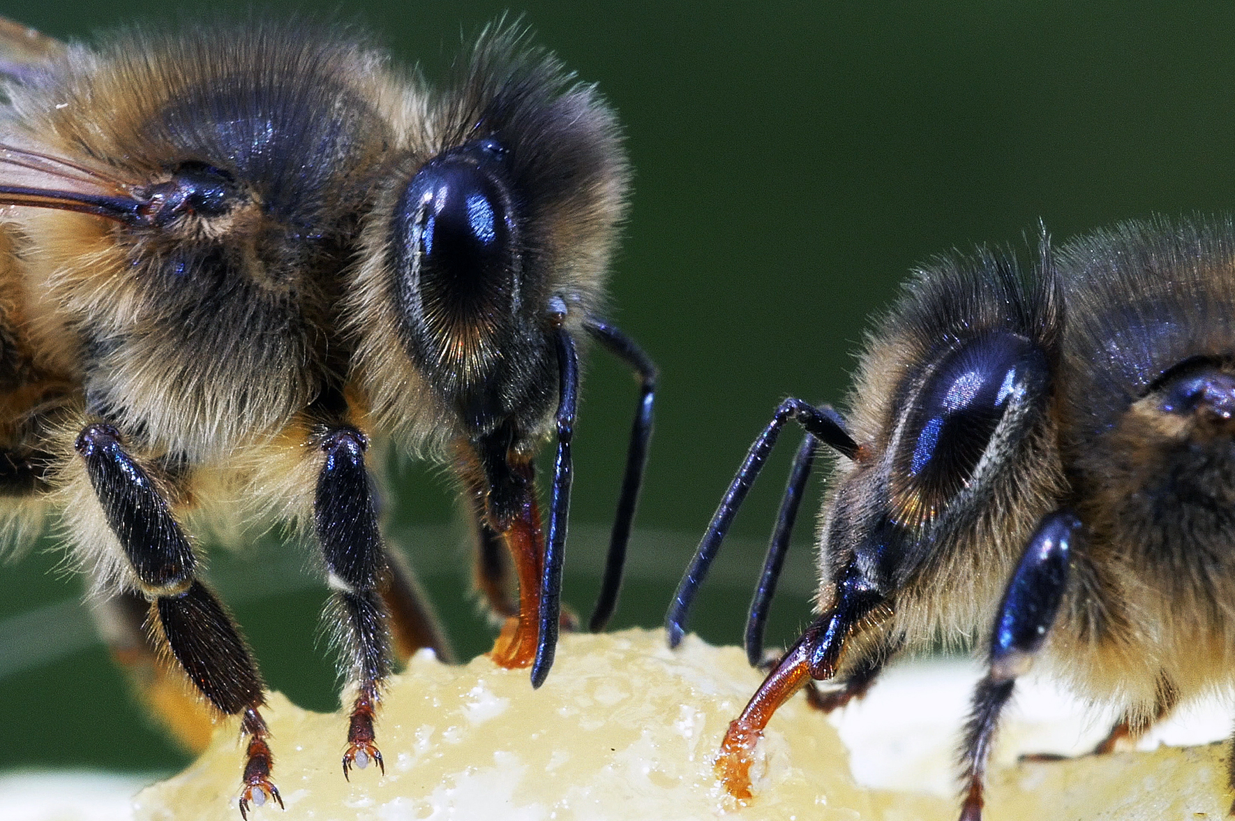 Pszczoła i człowiek bywają towarzyscy albo nie. Z podobnego powodu