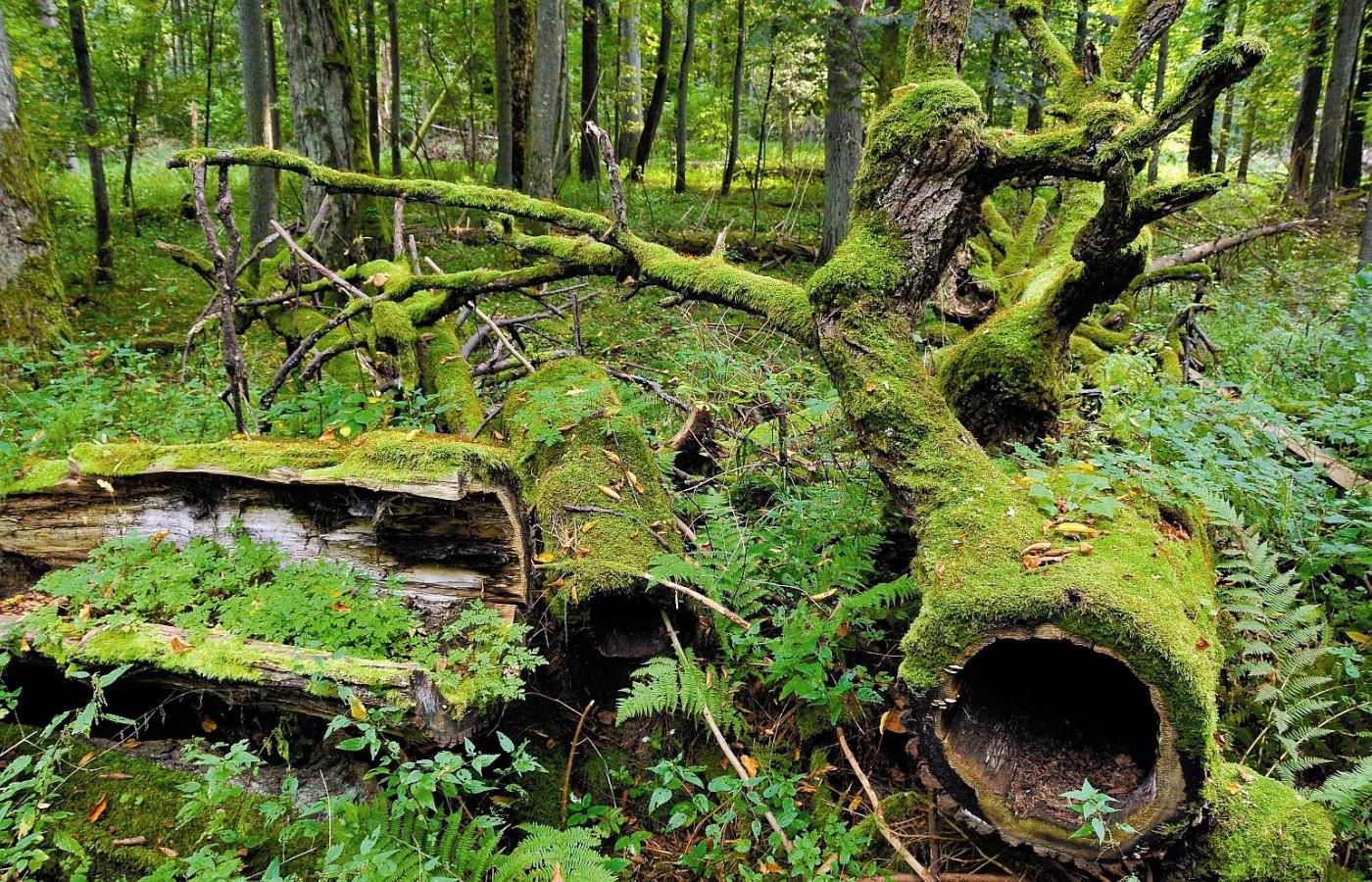 Lasy powstały na drodze ewolucji jako samoodtwarzające się układy biologiczne.