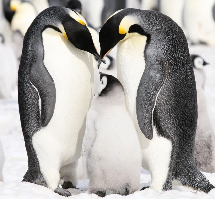 Pingwiny cesarskie z młodym.