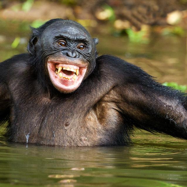 Bonobo: rysa na wizerunku małpich hippisów