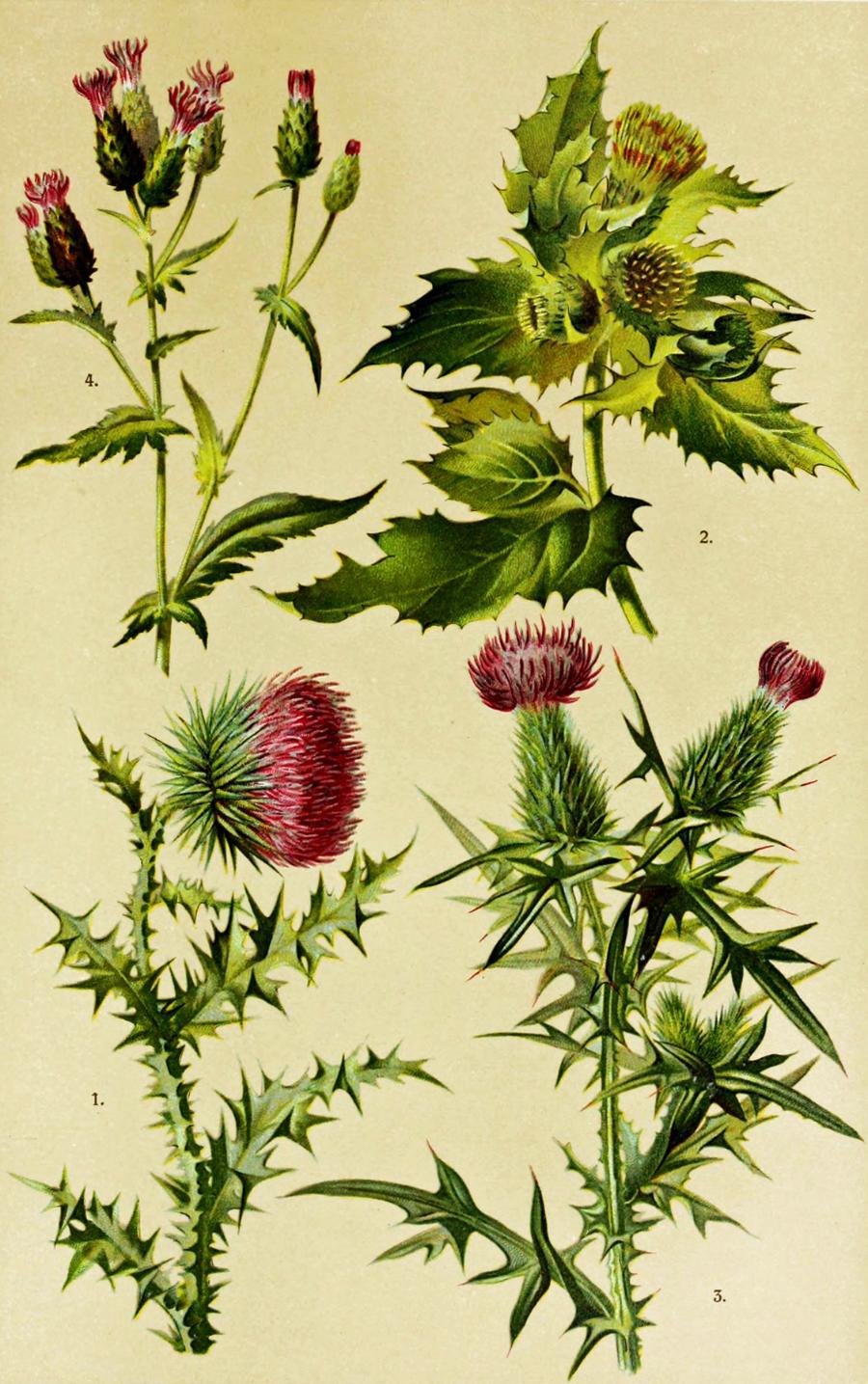 1. Carduus nutans, 2. Cirisum oleraceum, 3. Cirisum lanceolatum, 4. Serratula tinctoria. Ilustracja z „Hoffmann-Dennert Botanischer Bilderatlas, nach dem naturlichen Pflanzensystem”, 1911 r.
