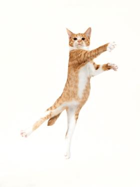 Czarne koty mniej komunikują swoje stany emocjonalne (np. odczuwanie bólu) niż koty barwnie umaszczone.